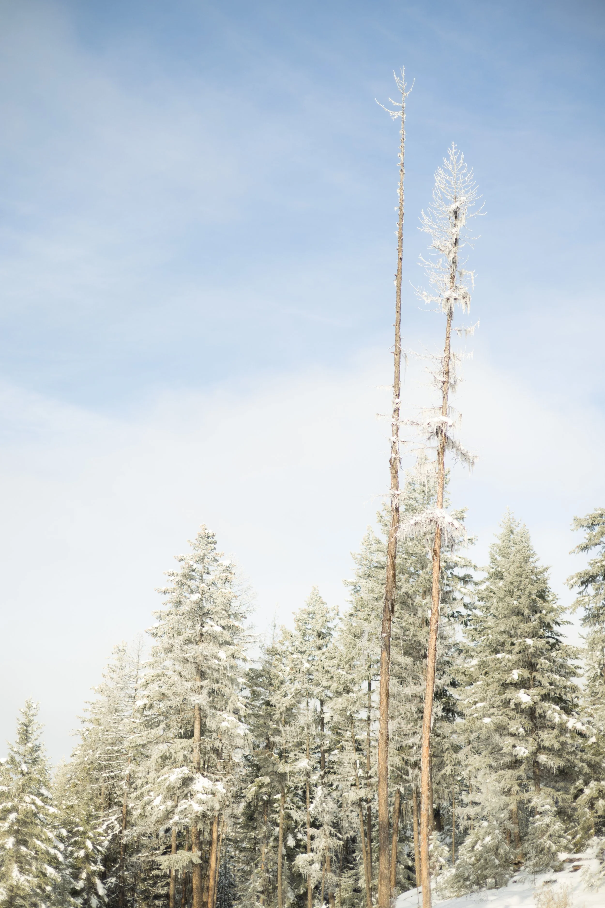 Snow-covered evergreen trees in a forest with two tall, barren trees standing in the foreground against a partly cloudy sky.
