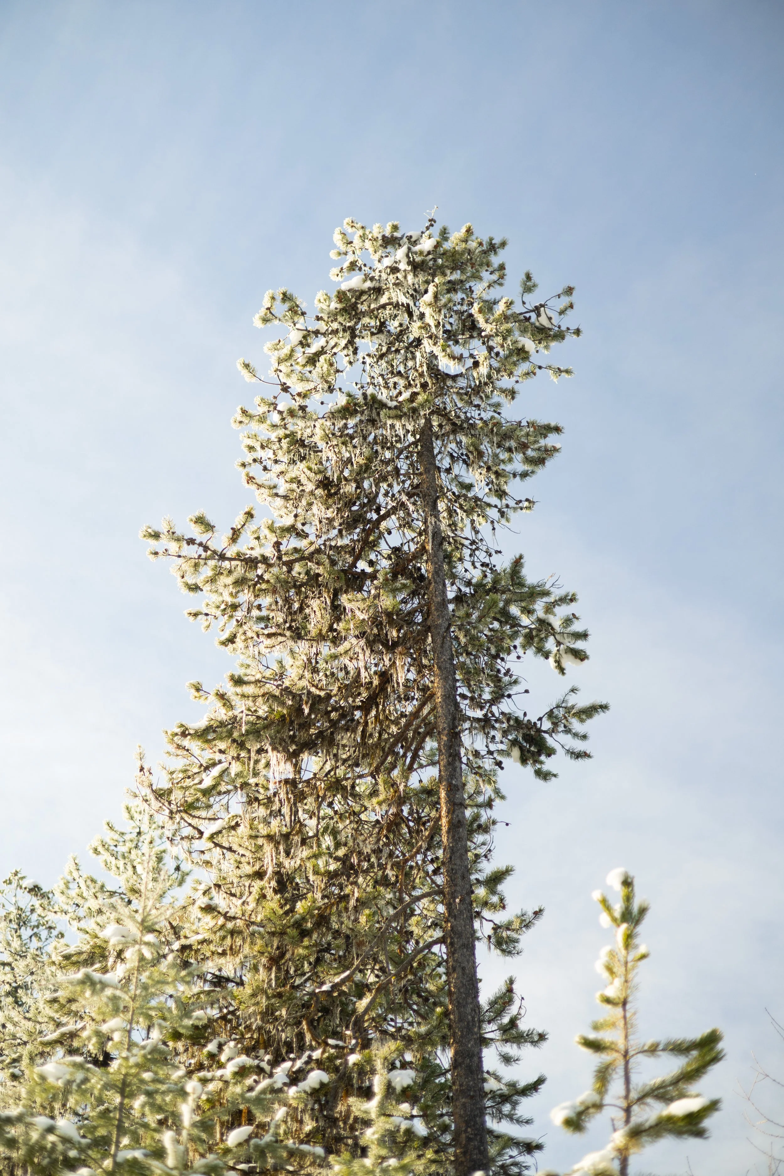 A tall pine tree covered in snow, set against a pale blue sky.