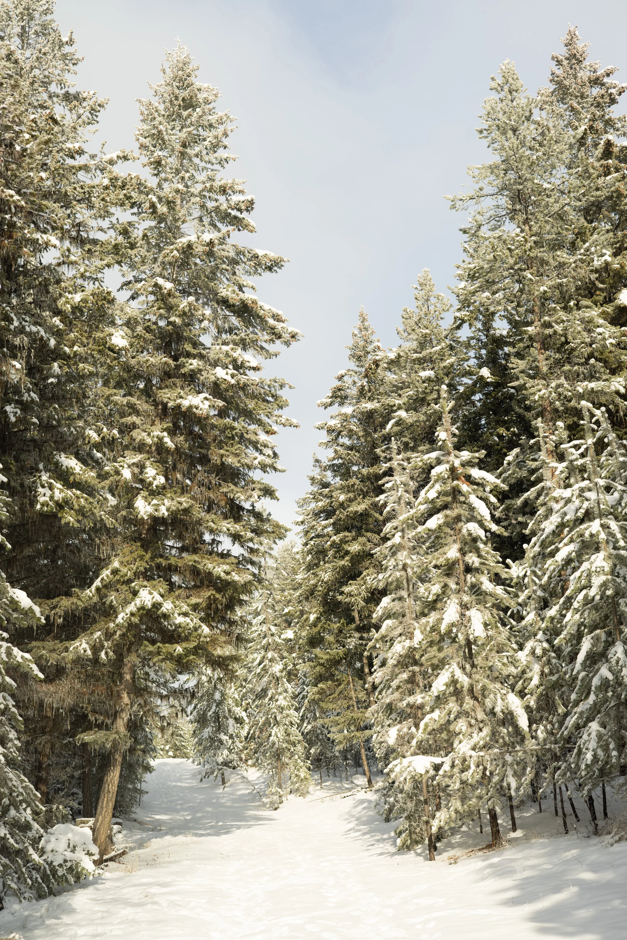 Snow-covered forest trail with tall evergreen trees and a clear sky.