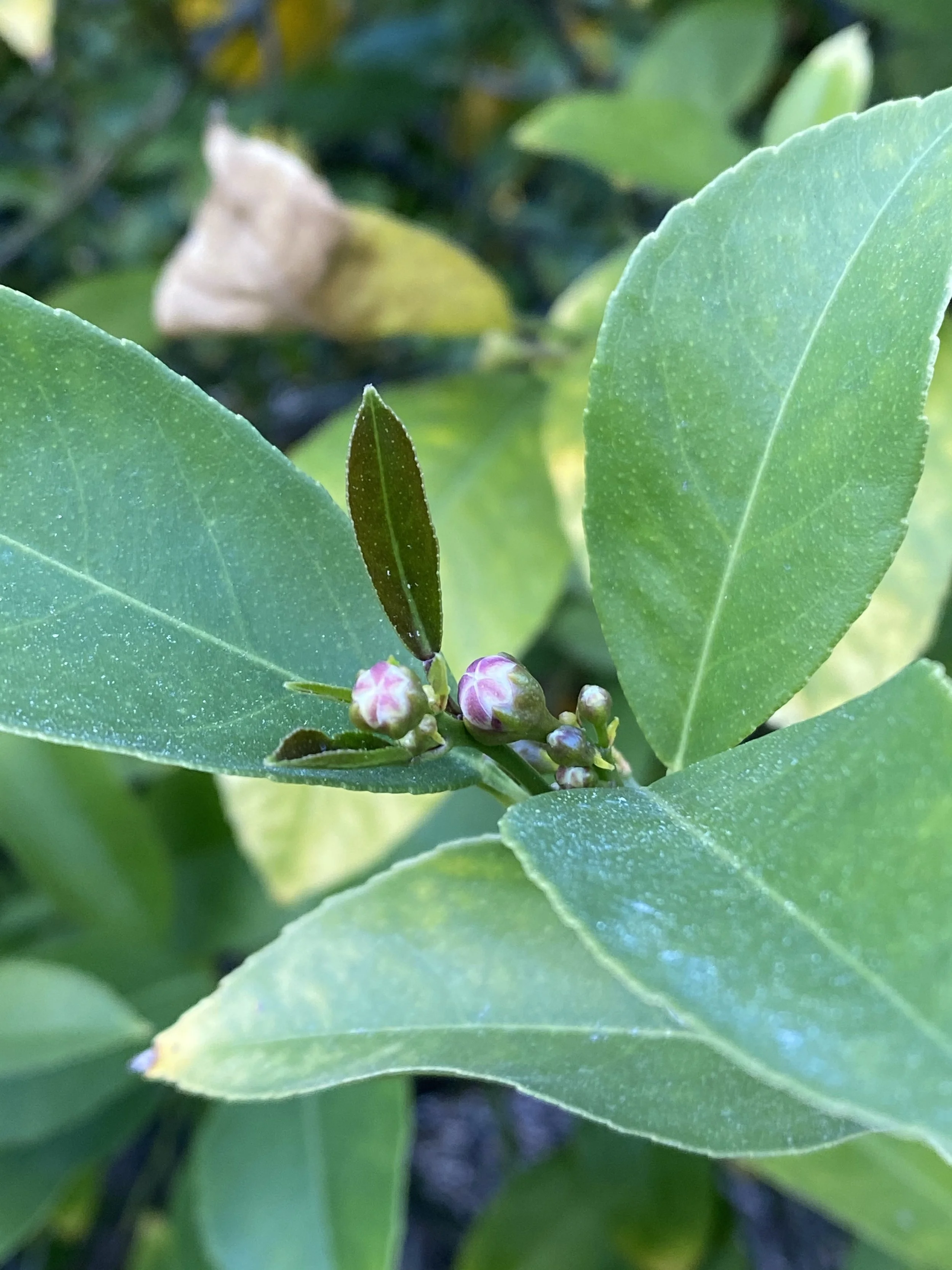 Meyer lemon buds on a lemon tree branch, close up.