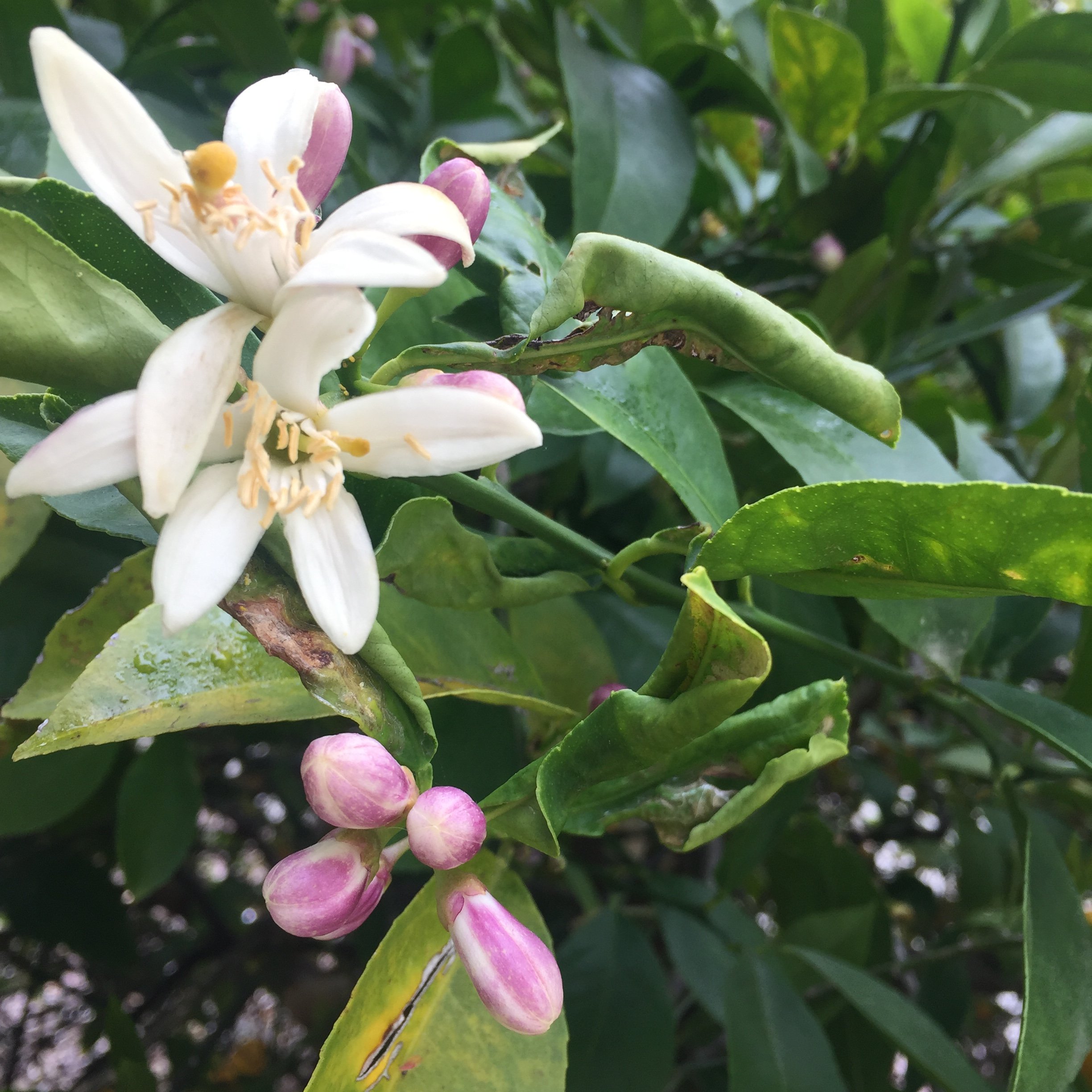 Close-up of lemon blossoms and buds on a Meyer lemon tree