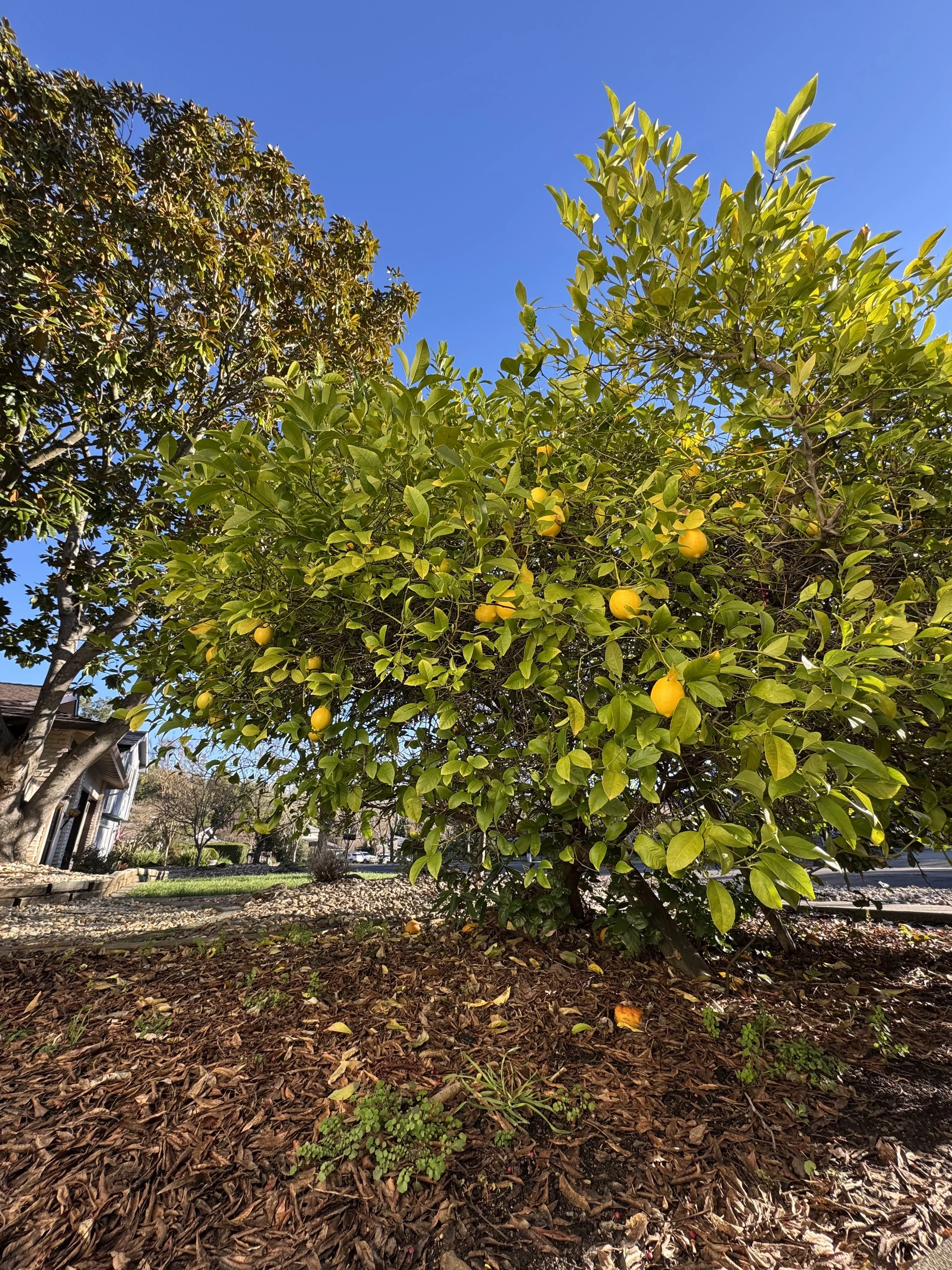 Meyer lemon tree filled with lemons beside a driveway