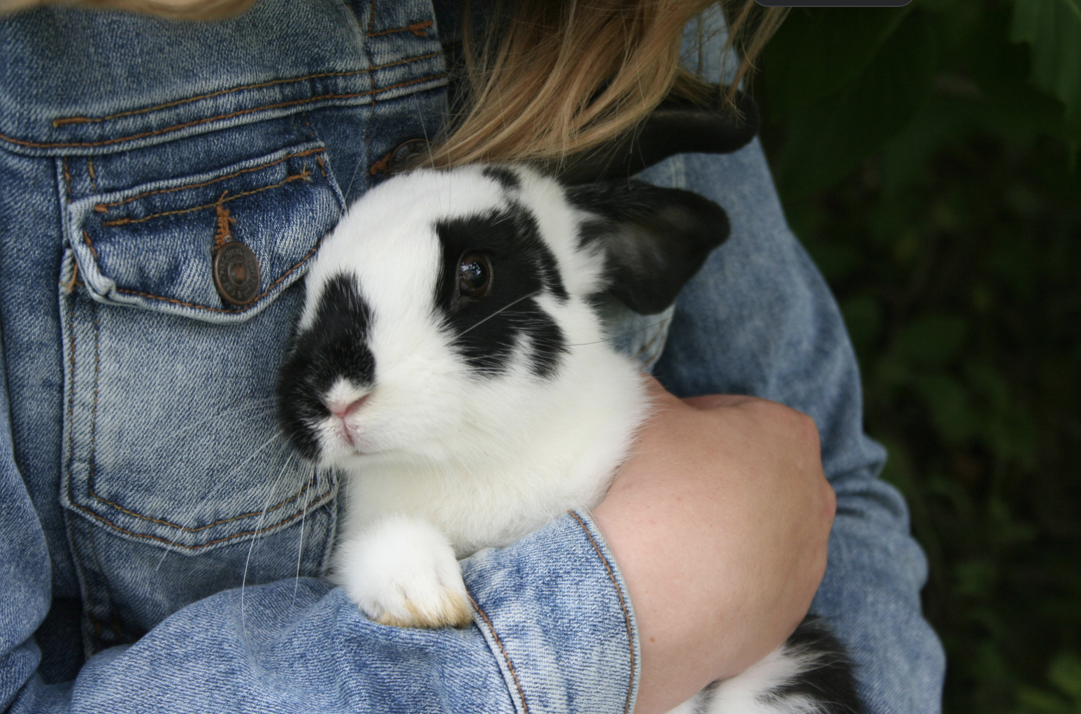 Grieving the Loss of a Pet: Finding Support Through Pet Loss Therapy in San Diego