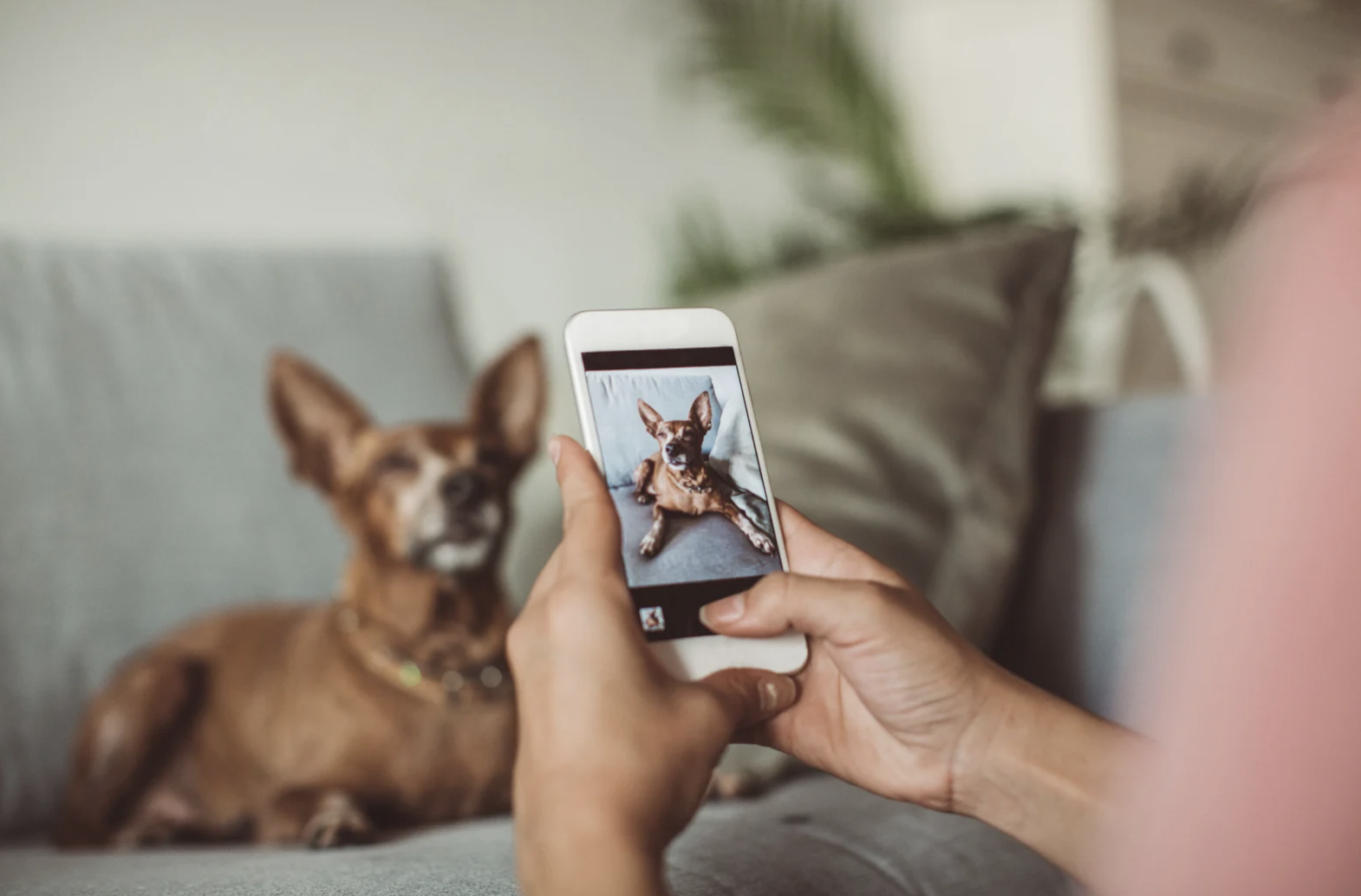 Grief Counseling and Therapies for Pet Loss in San Diego: Compassionate In-Person Support and Healing