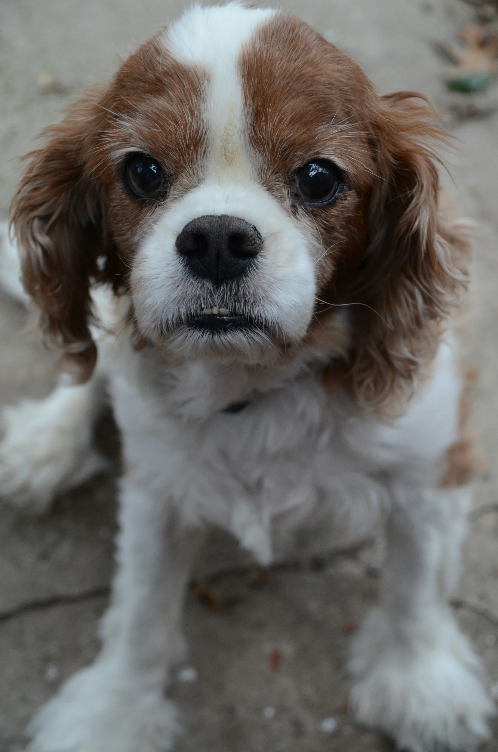 close up of king charles dog