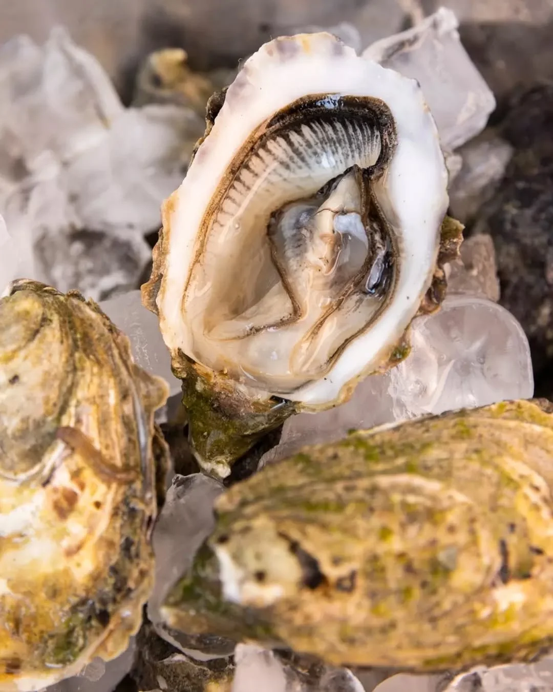 JERRY FRASER LIVE AT PEARL LANE 🦪🥂

The one and only @gerald.fraser will be shucking up a storm at Pearl Lane. So order a dozen, pour some Champagne and start the festive season the right way The Grocery&rsquo;s main bar. Think Pittwater bay Tassie