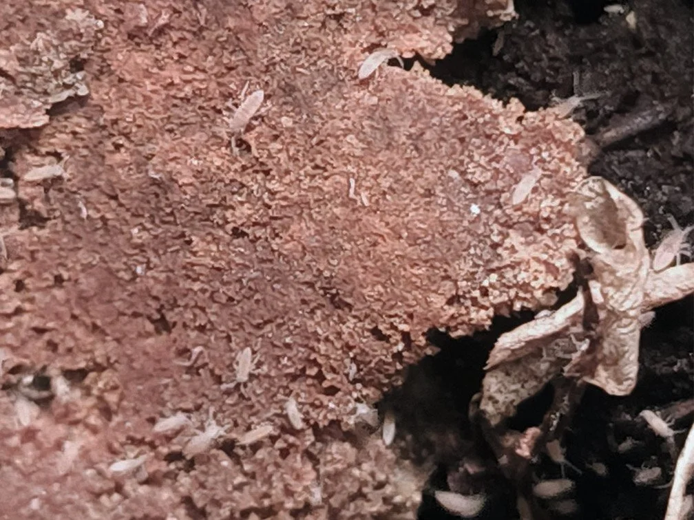 springtails white.jpg