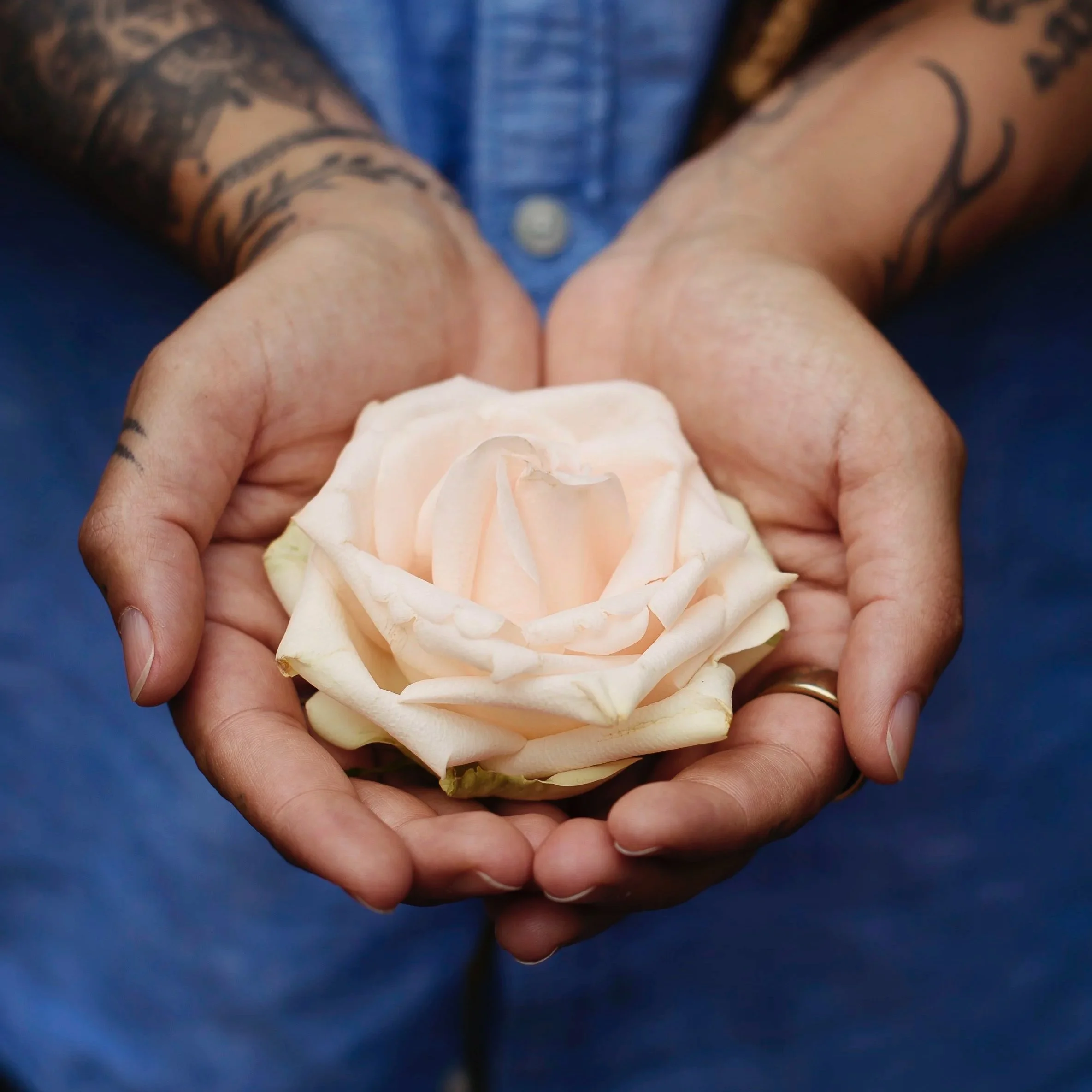 Person holding a large, pale pink rose in their hands.