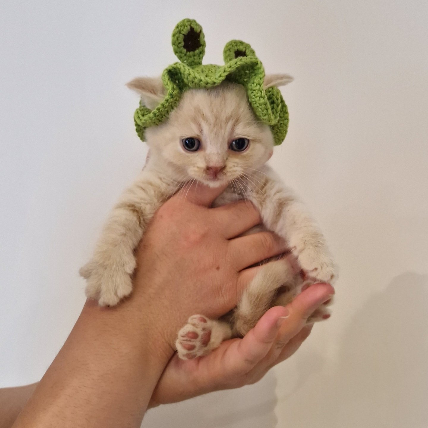 Kitten Hats