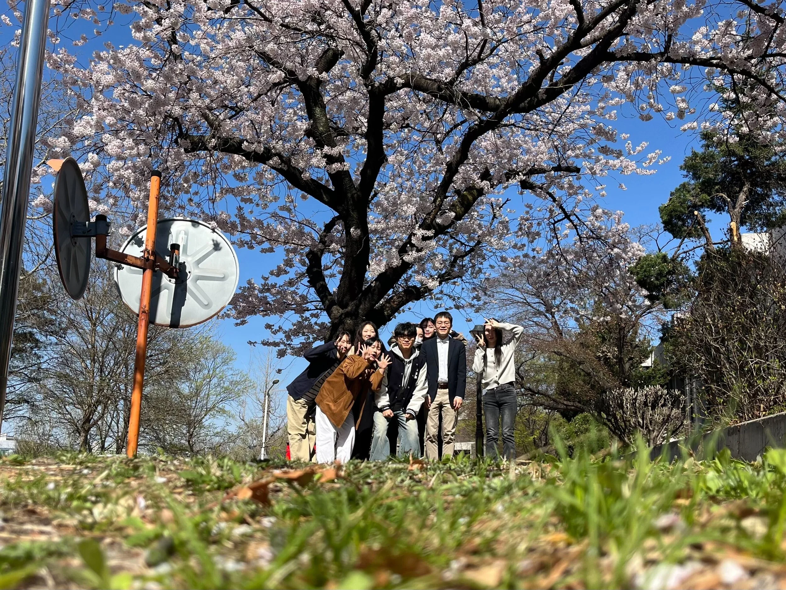 2026 Cherry Blossom (squirrel's view)