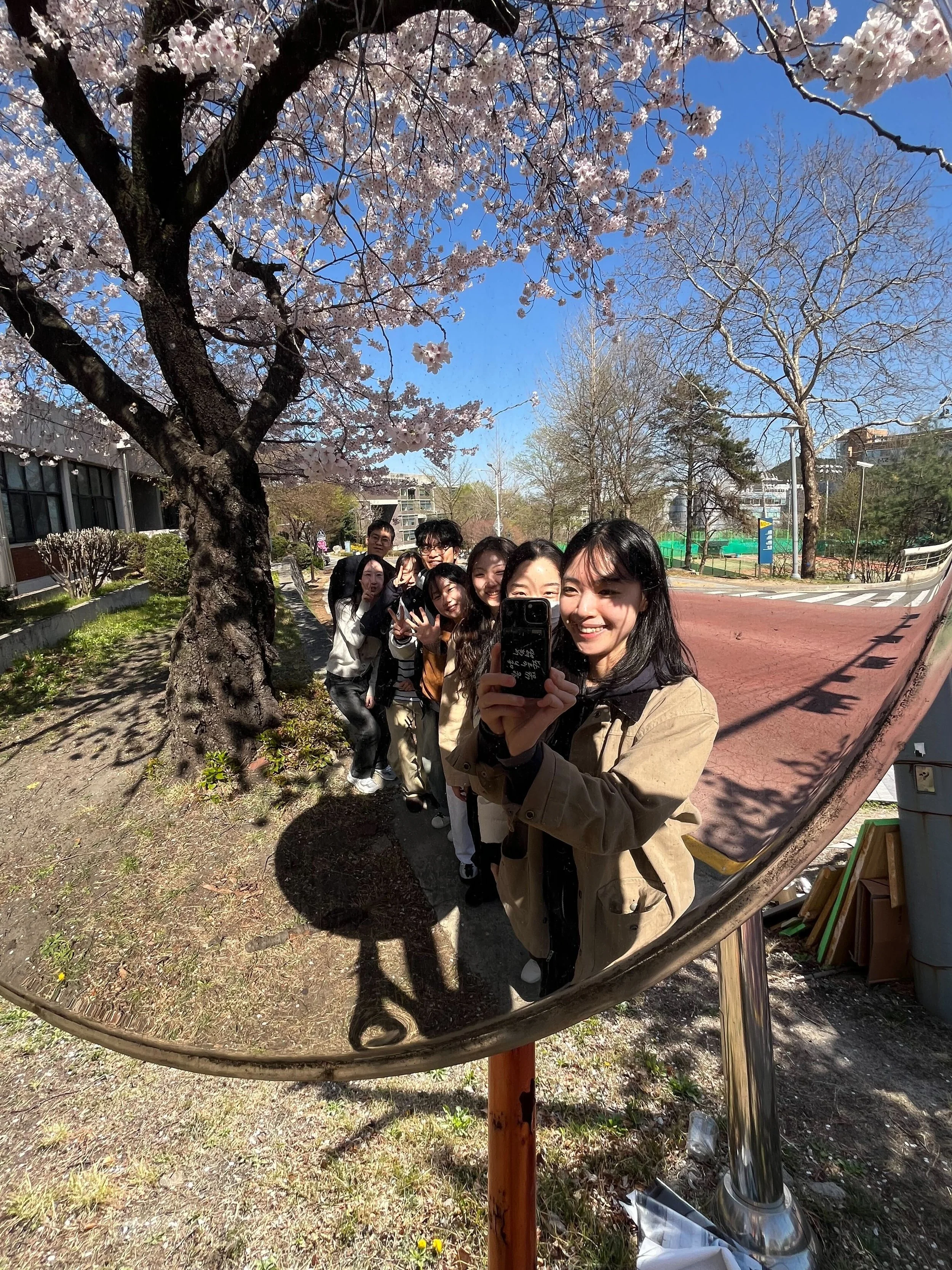 2026 Cherry Blossom