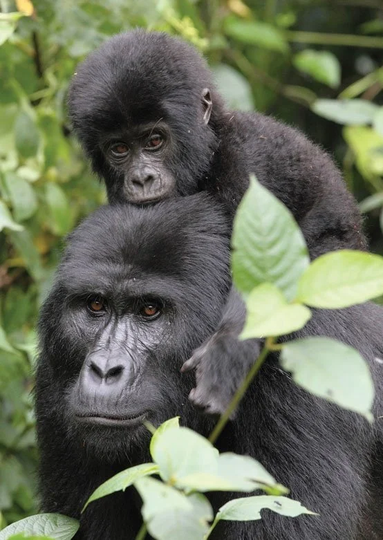 gorillas in Uganda __ our non-profit conservation….jpeg