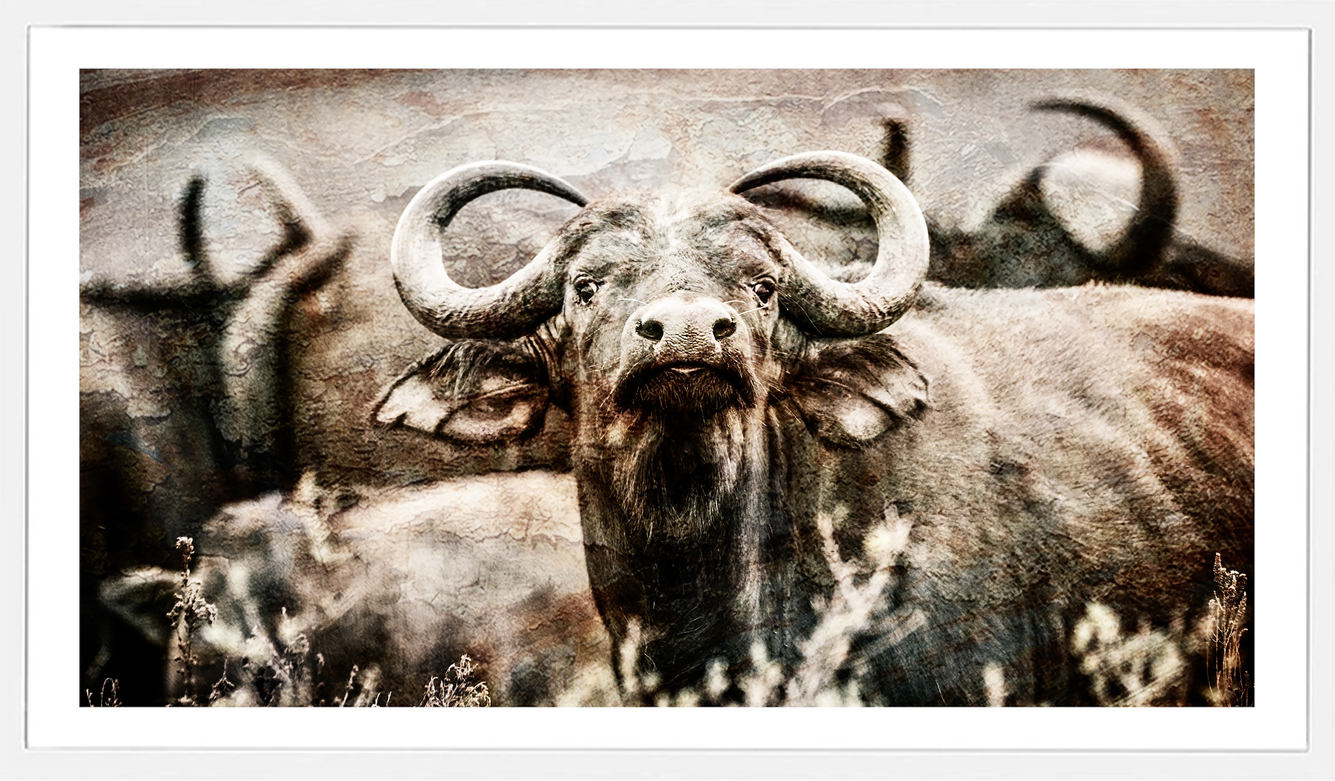 Buffalo Bull.png