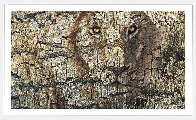 Lion-Bark-sm.jpg