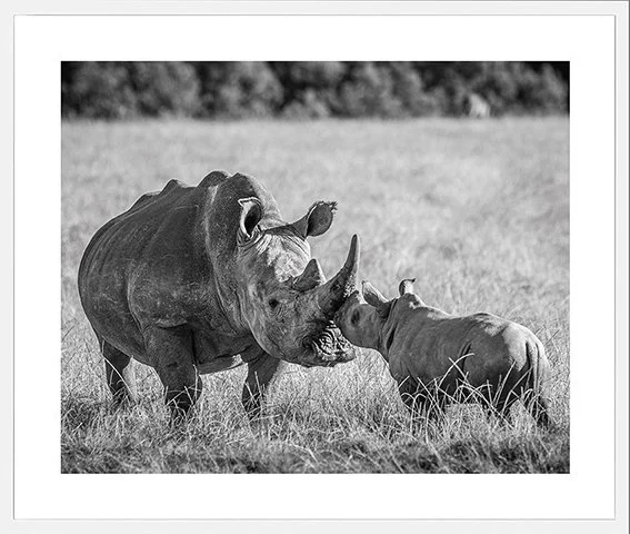 Rhino-Kiss-frame-webS.jpg