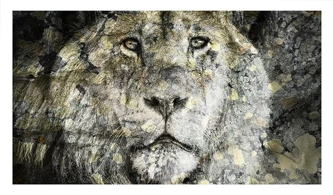 Lichen-Lion-sm-UF.jpg