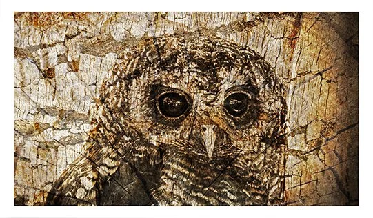 Tree Owl