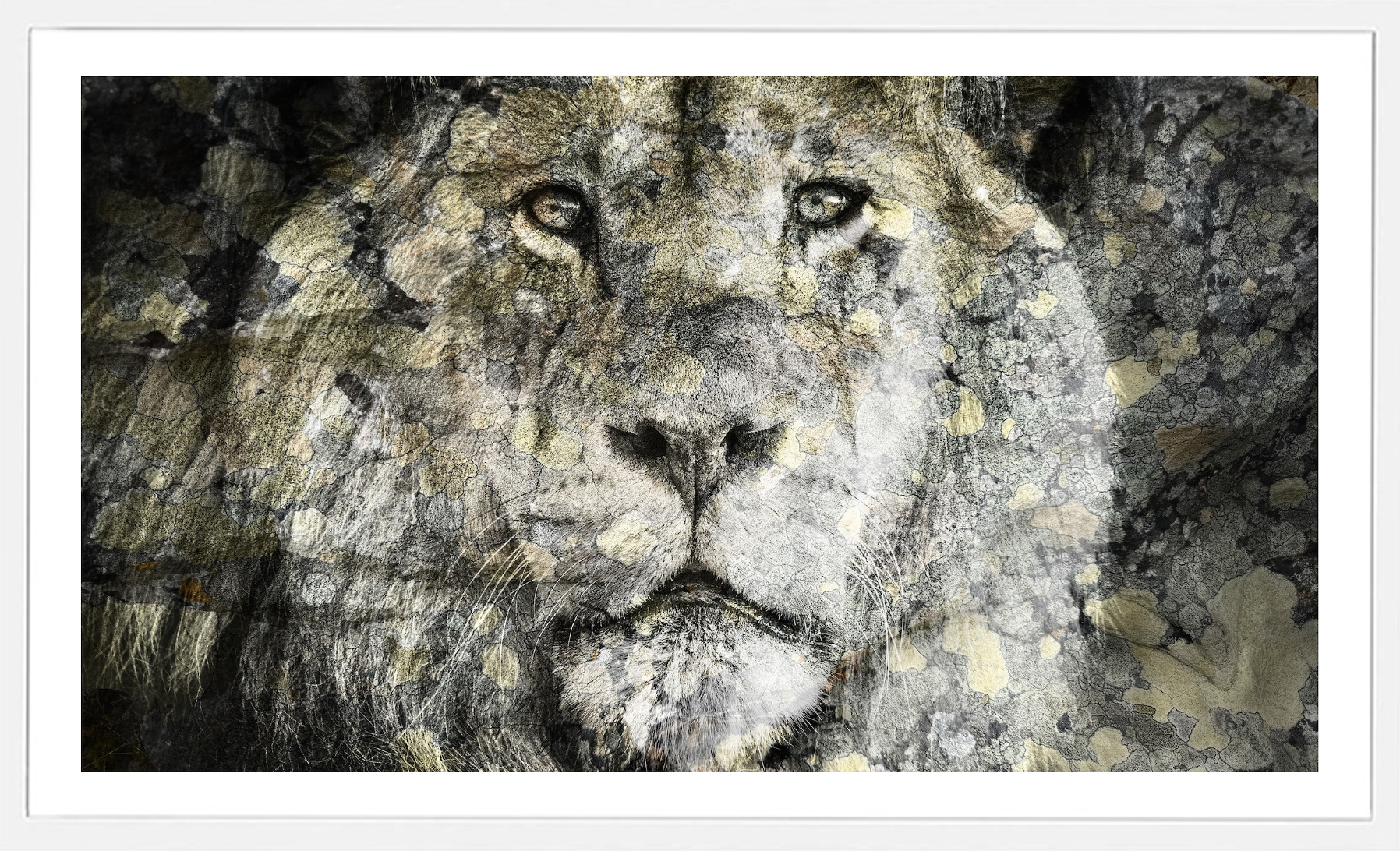 Lichen Lion.png