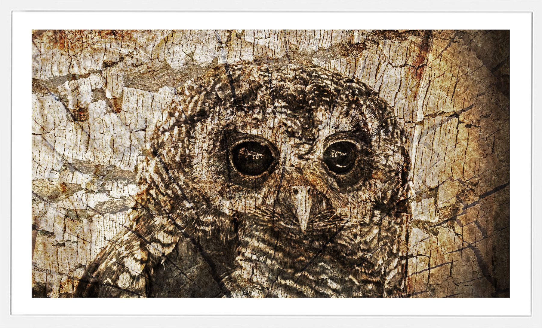 Tree Owl.png