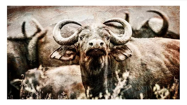 Buffalo Bull