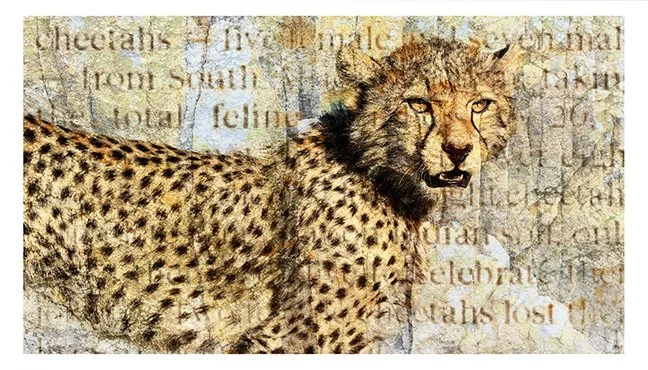 Cheetah News