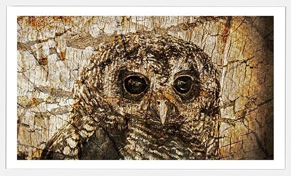 Tree-Owl-sm.jpg