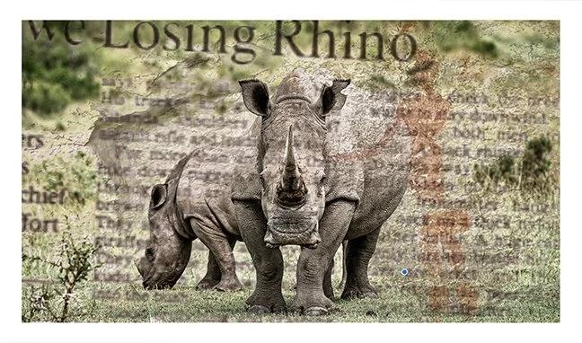 Losing-Rhinos-sm-UF.jpg