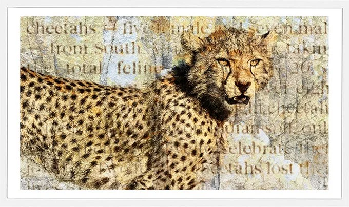 Cheetah-News-sm.jpg