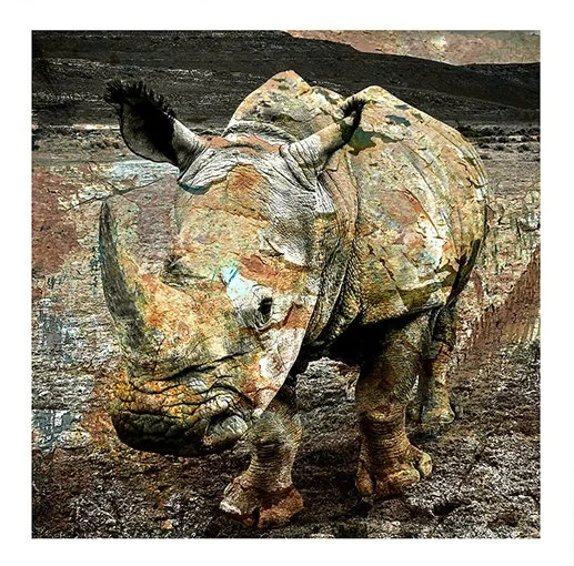 Painted Rhino
