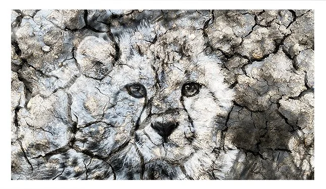 Snow-Cheetah-sm-UF.jpg