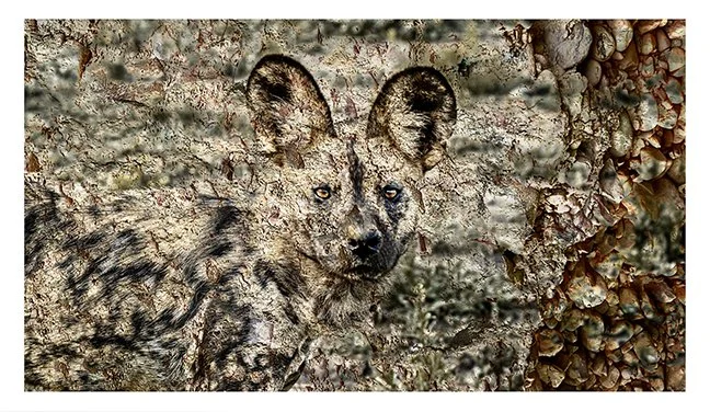 Wild Textures