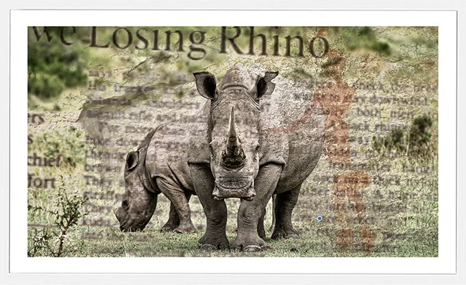 Losing-Rhinos-sm.jpg