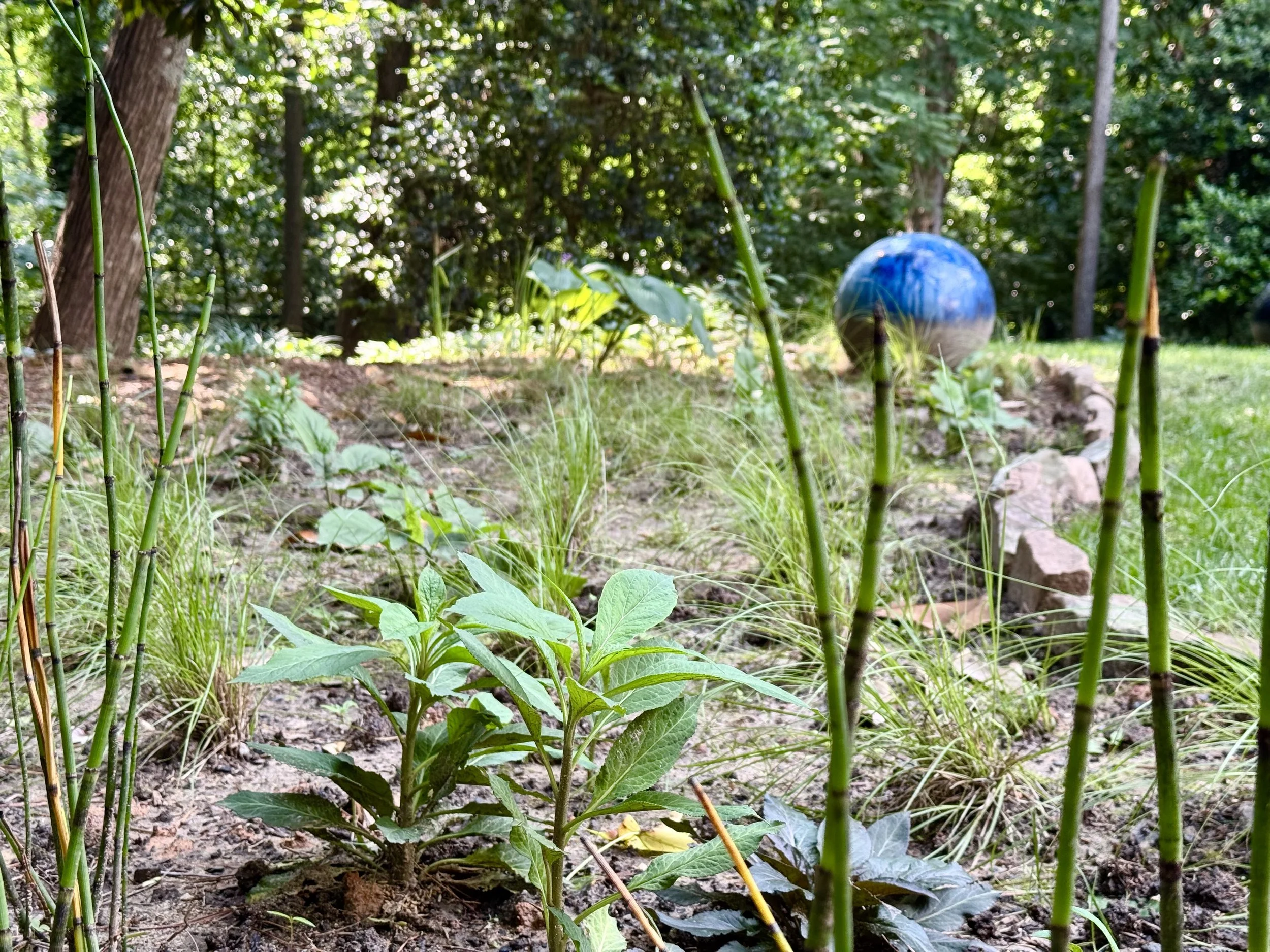 a garden "where nothing would grow"