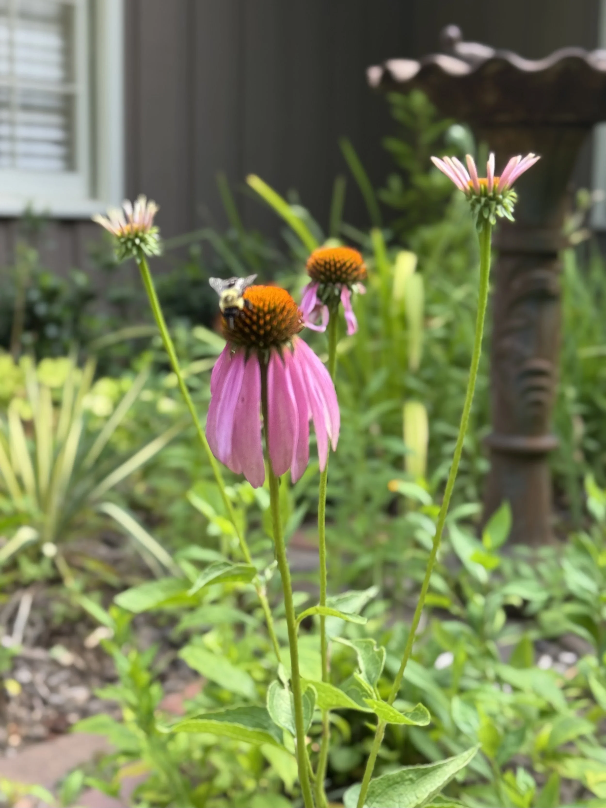 IMG_7067.jpeg