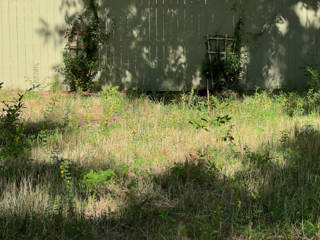 IMG_1453.png