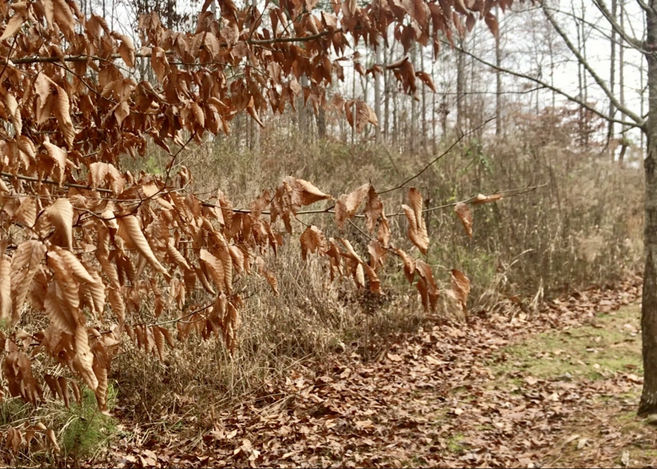 5 Ways to Help Your Local Ecosystem in Midwinter 01.08.26