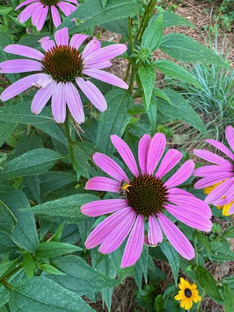 IMG_0729.png