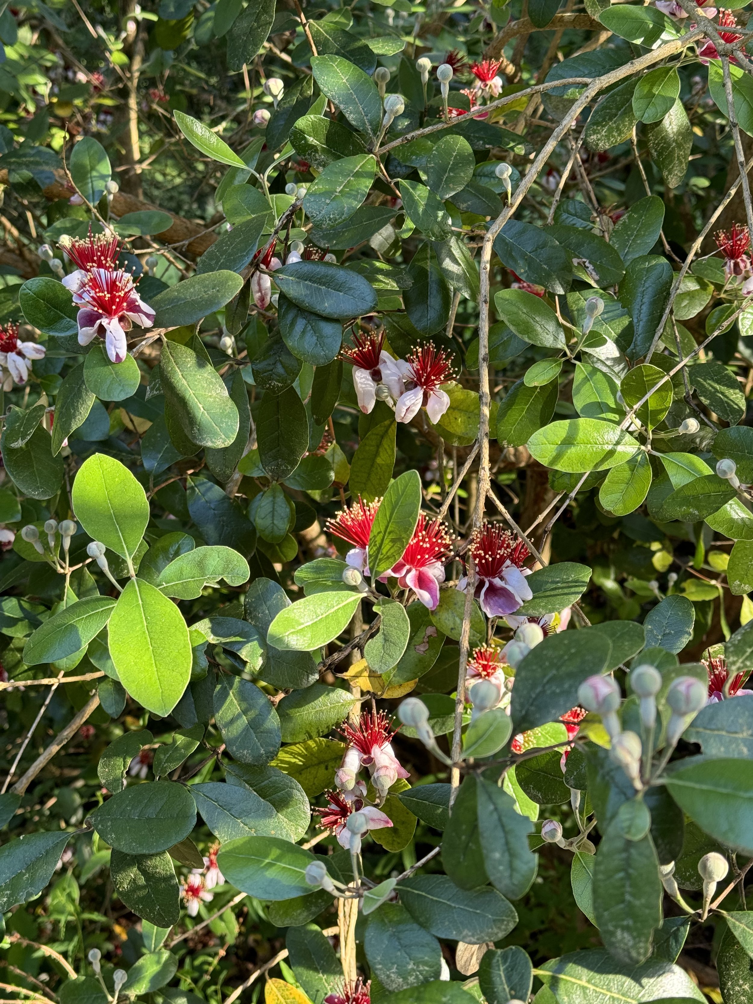 IMG_2105.jpeg
