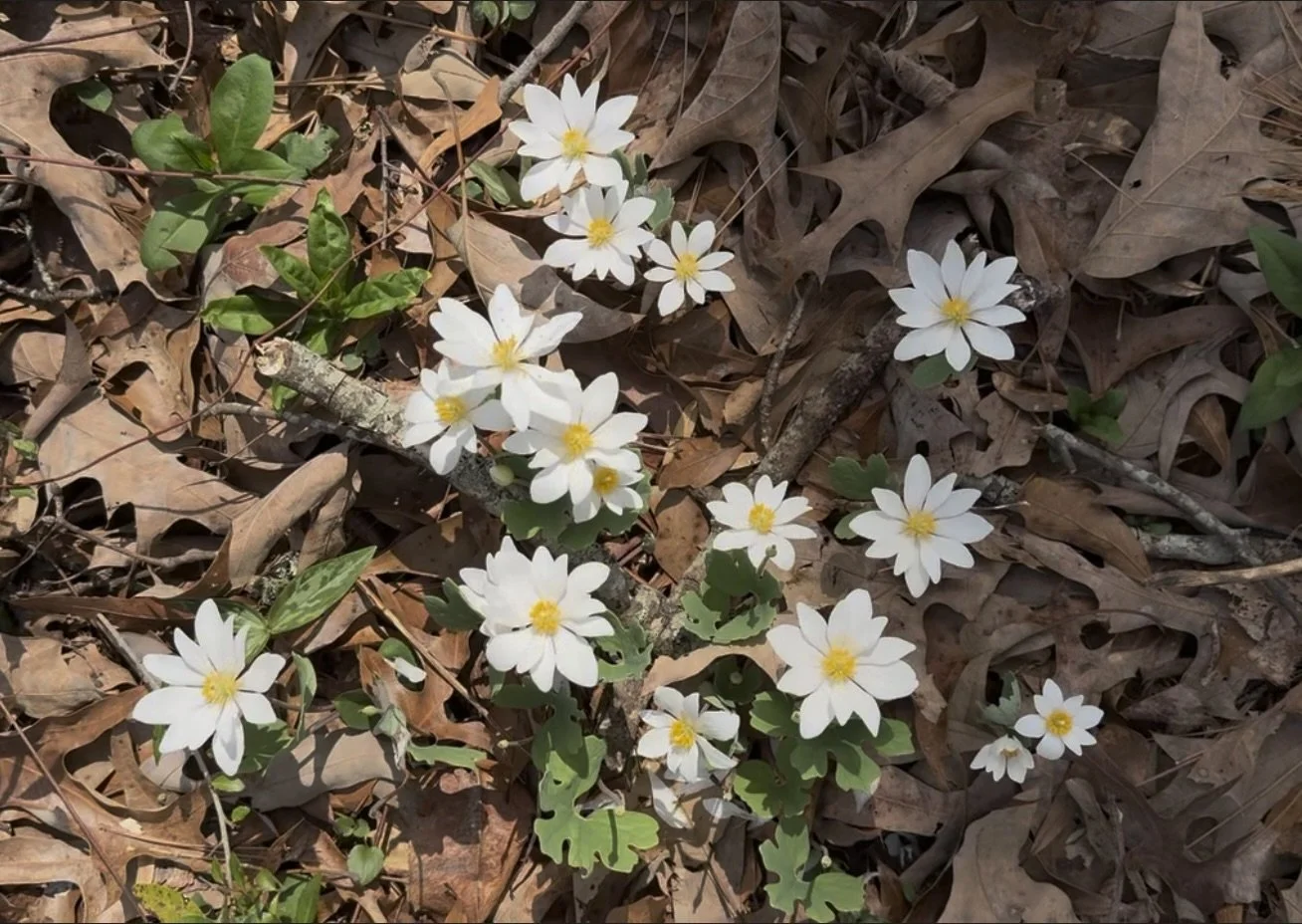 5 ways to help your ecosystem in early spring 03.19.25