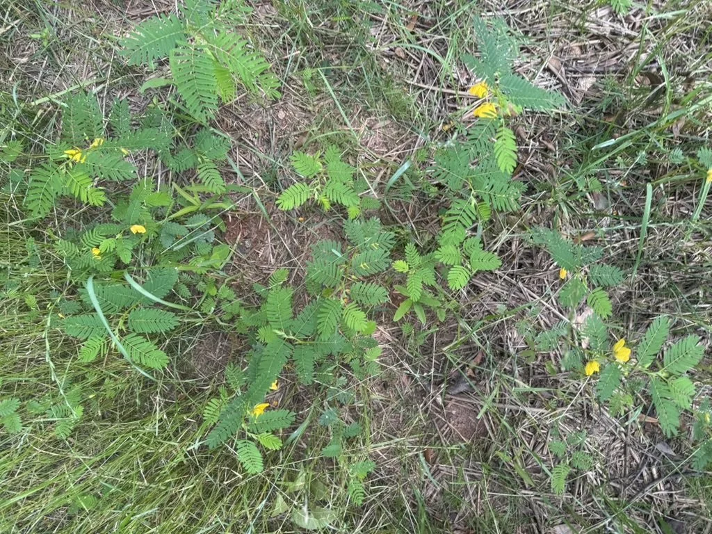 D8818978-6003-48A7-BD7F-1B06336688CC_1_105_c.jpeg