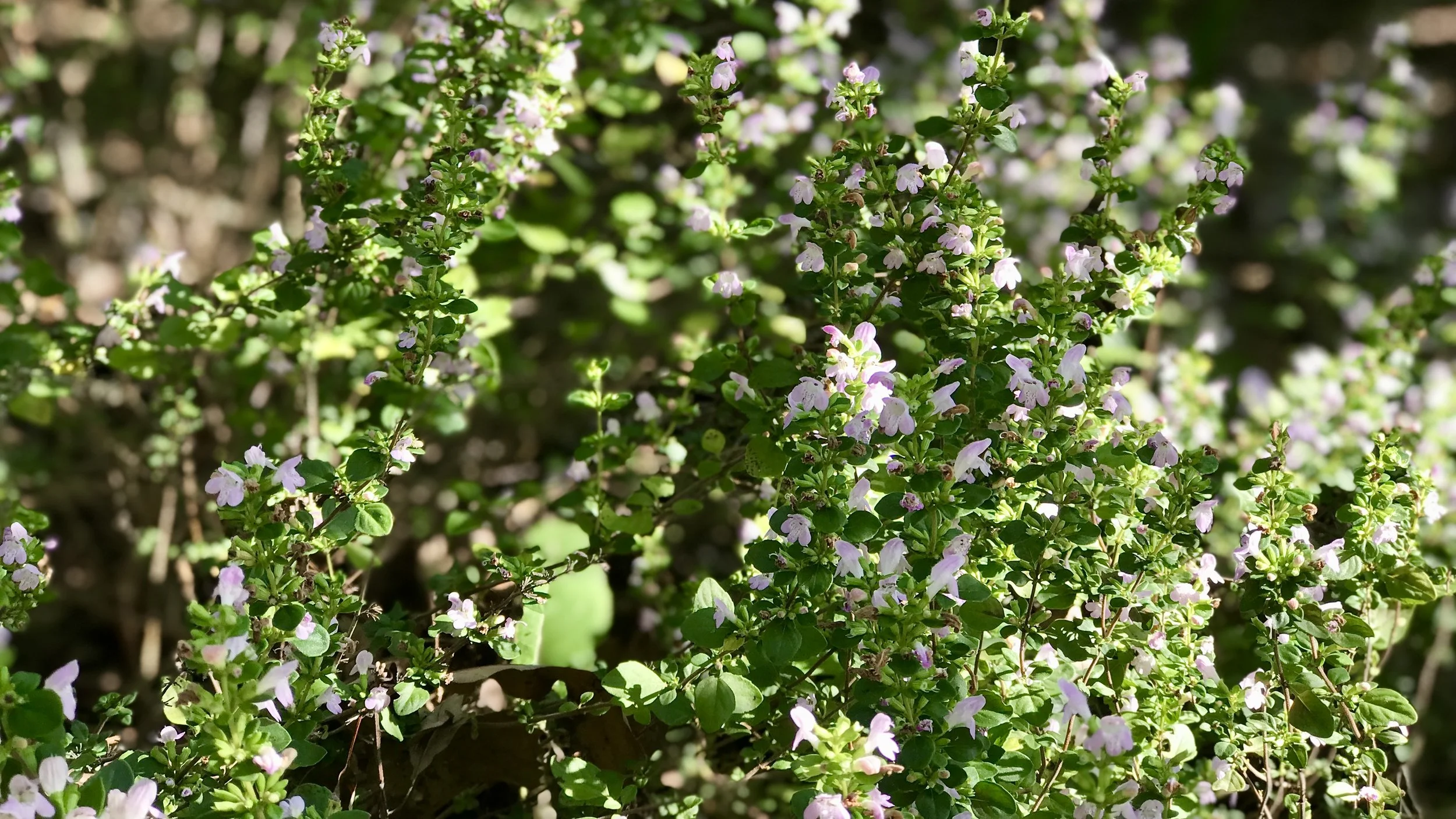 How to Actually Leave Leaves & More Tips for Early Fall 10.09.25 