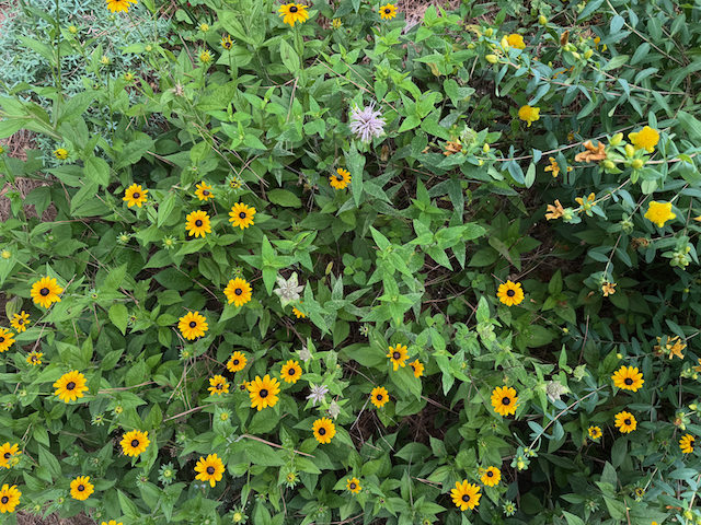 IMG_0757.png