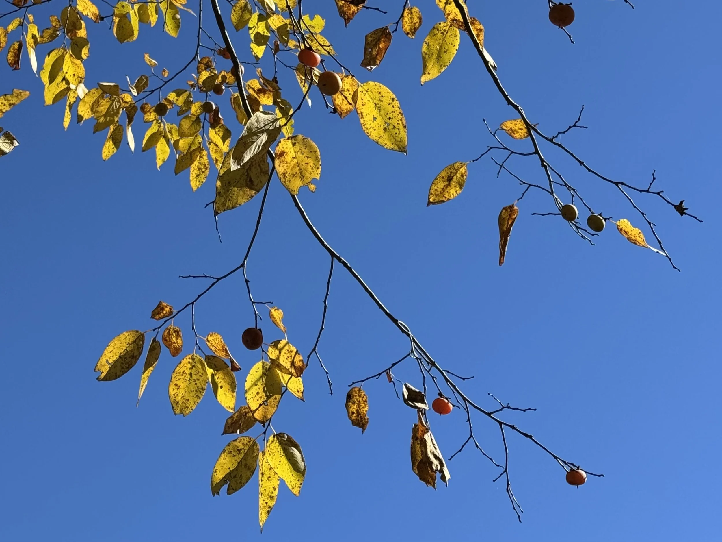 5 good things you can do for your local ecosystem in late fall 11.13.25