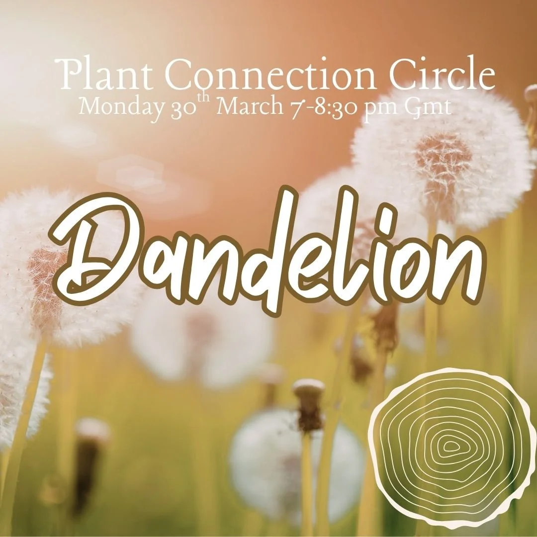Plant connection circle -Dandelion 30th March 7pm GMT