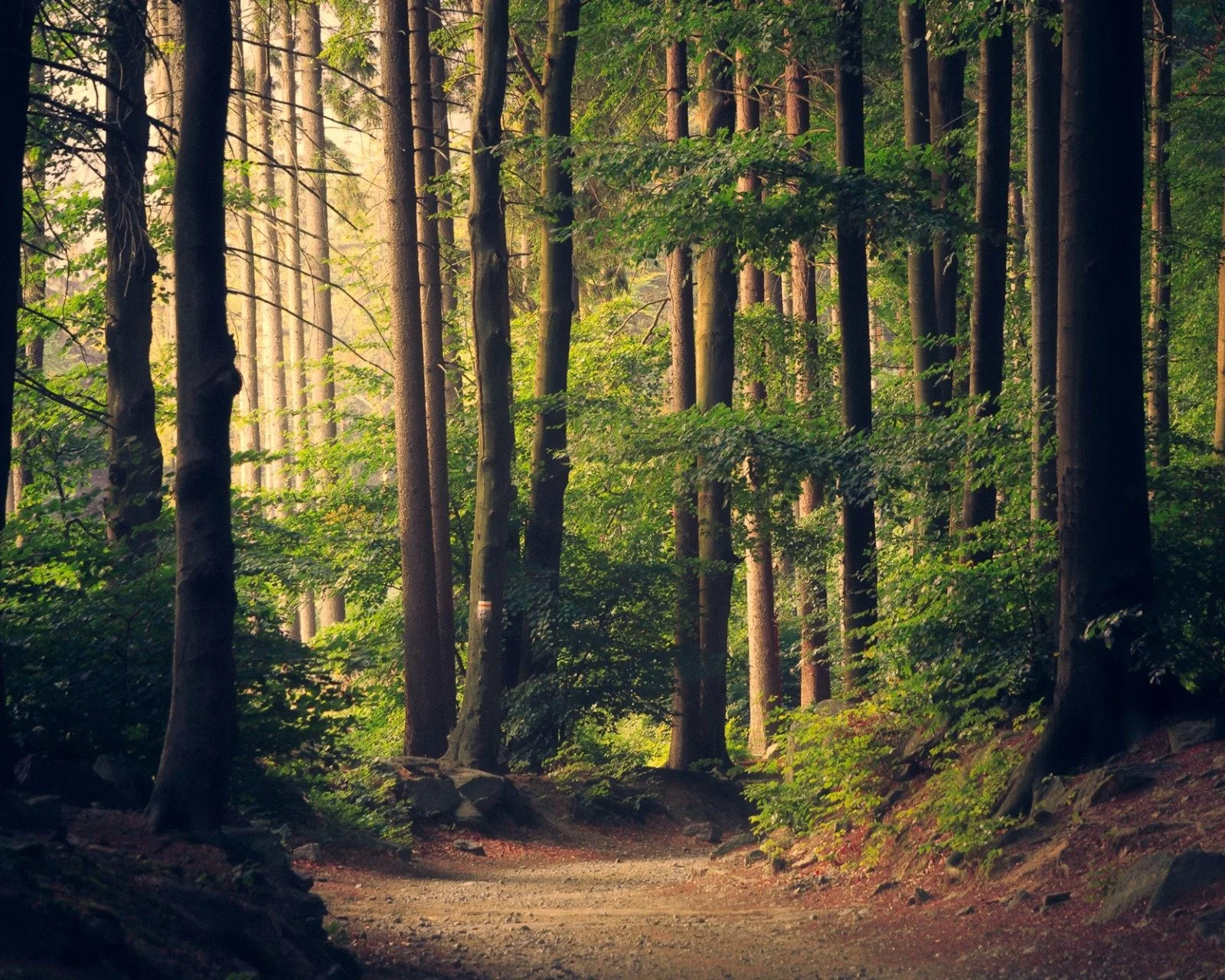 A calm path through trees, representing EMDR healing