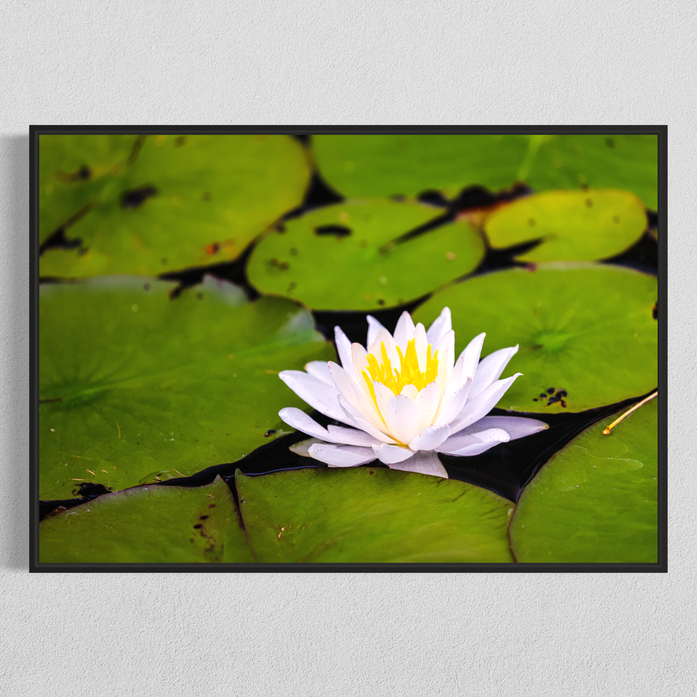 Jewel of the Pond - Fred Rutherford.jpeg
