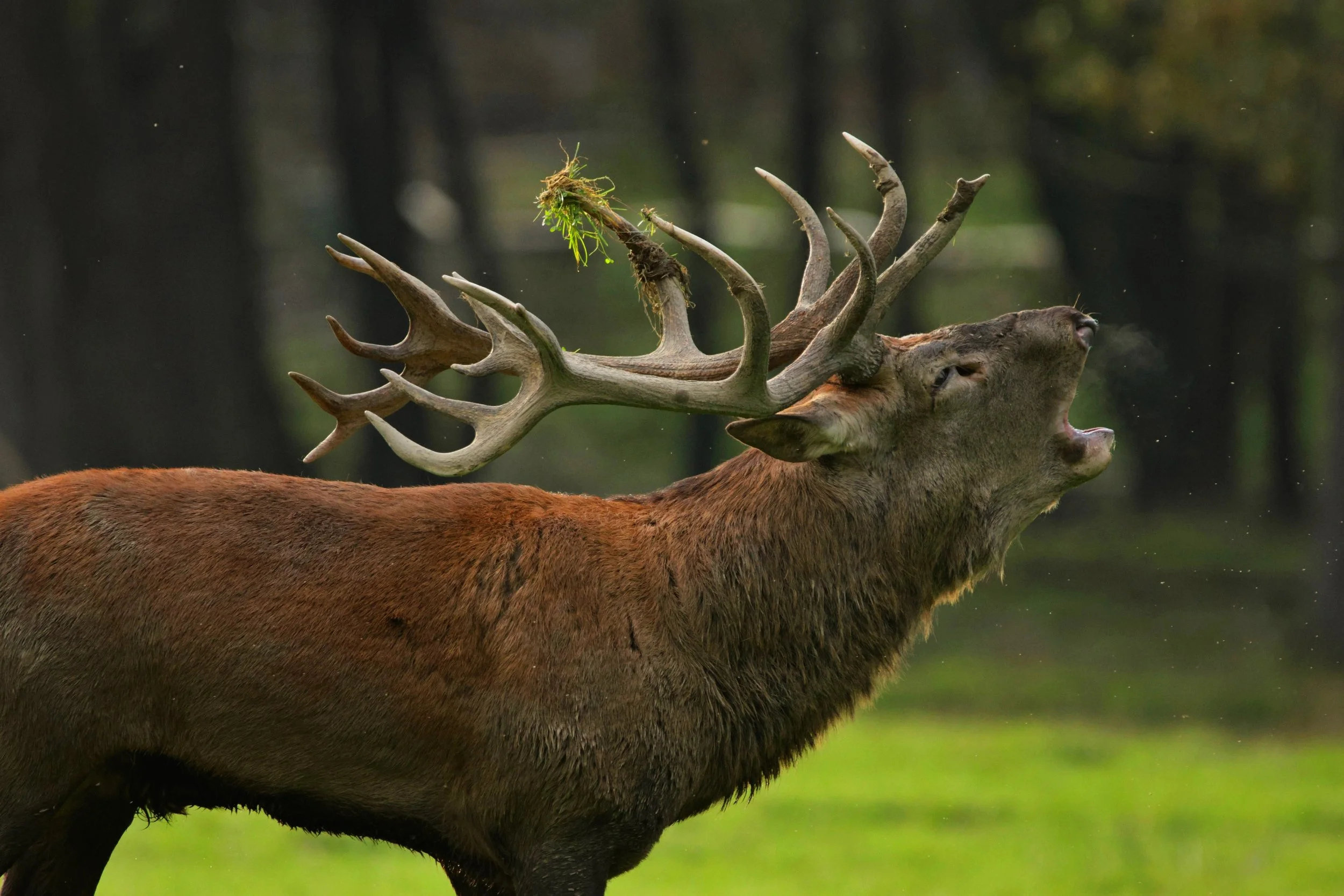 Hirsch, Bild: Nico Wahl