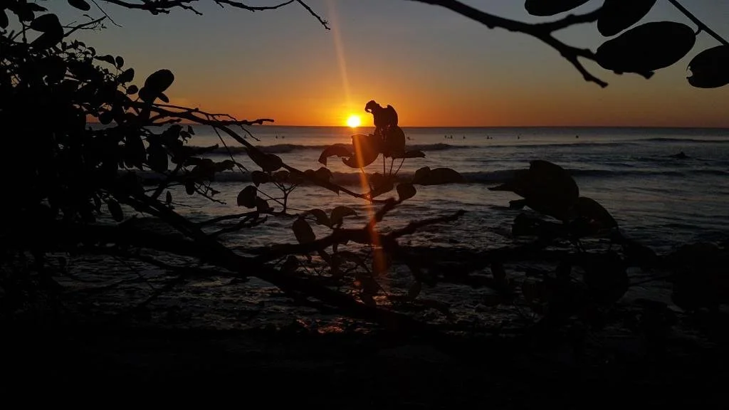 A person sitting on a rock on the beach at sunset, framed by tree branches with dark leaves in the foreground.