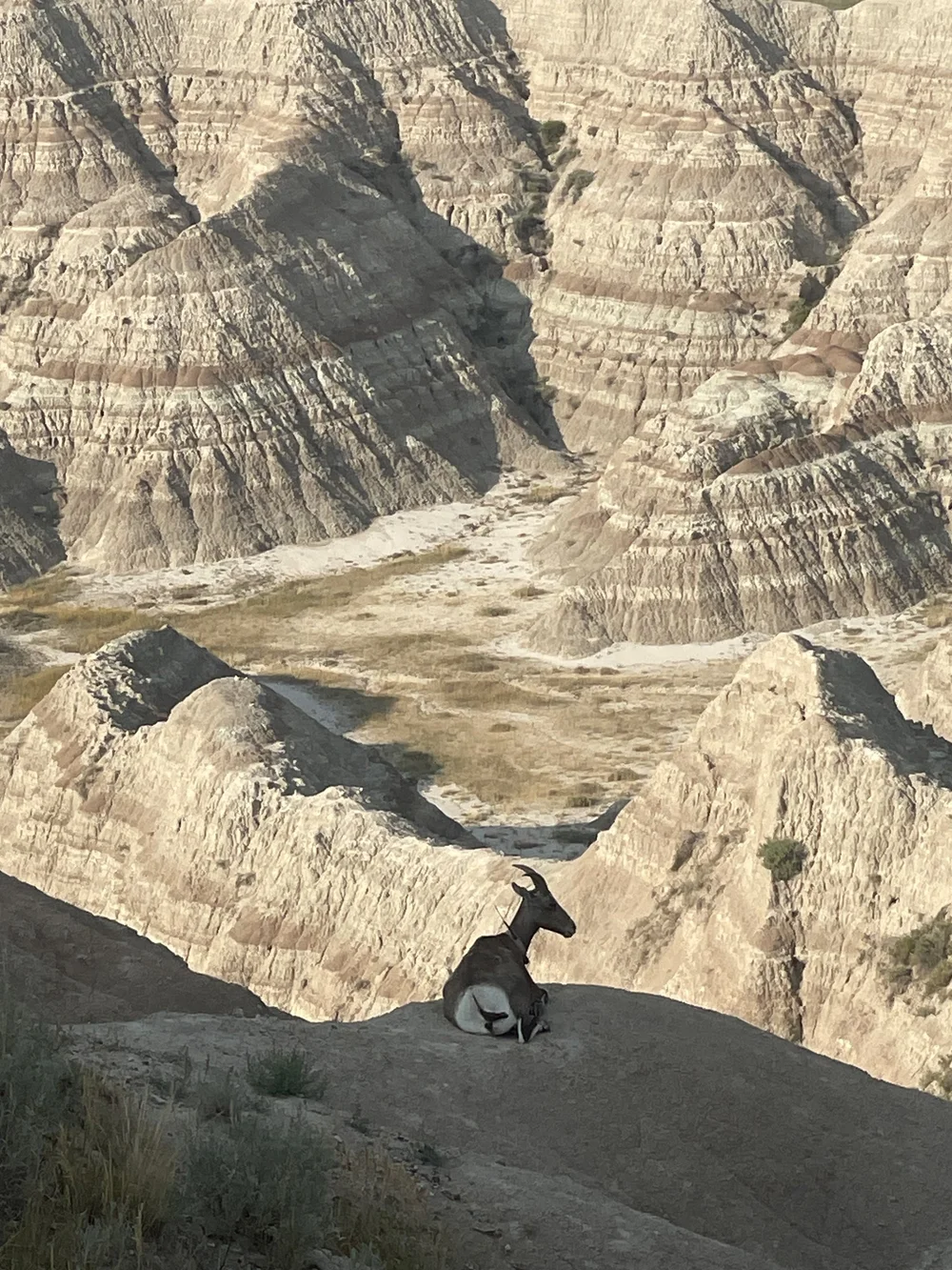 240725-BadlandsCritter.jpeg