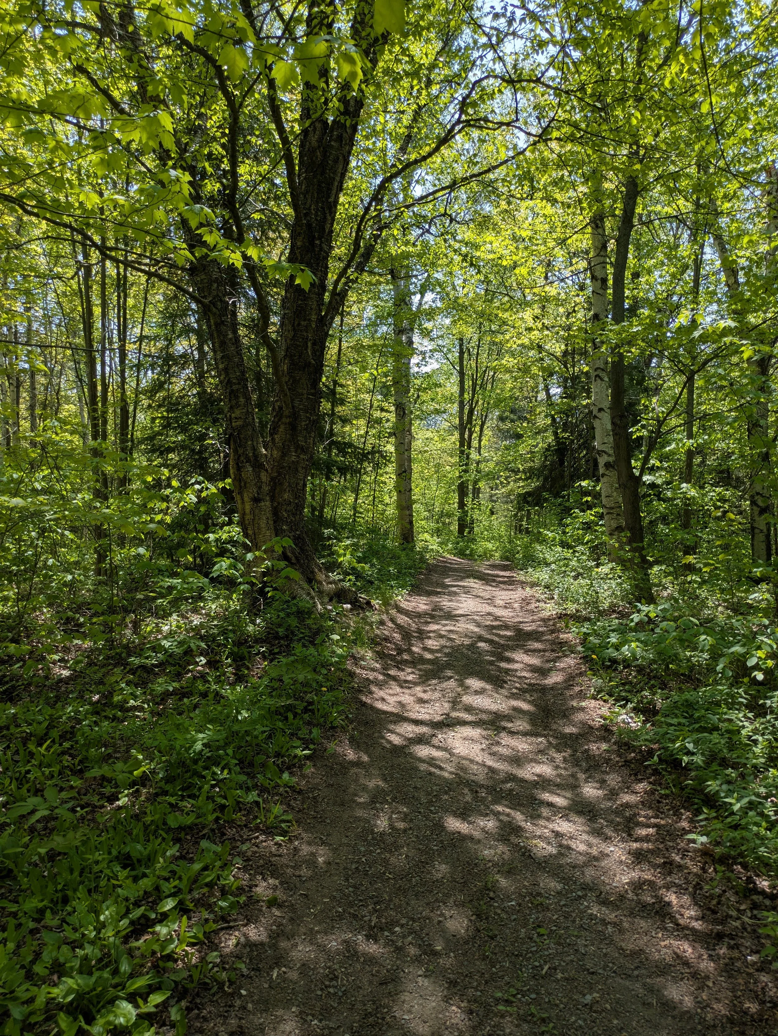 Forest Therapy Hike